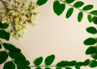 Naklejka premium White acacia flowers on a white background