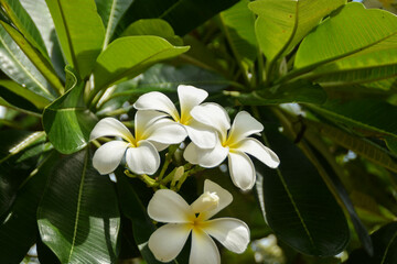 Fototapeta na wymiar Close-up white plumeria flowers blooming on tree, Soft sunlight on blooming with blurred bokeh landscape.