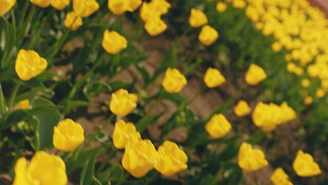 many yellow tulips on the field, close up