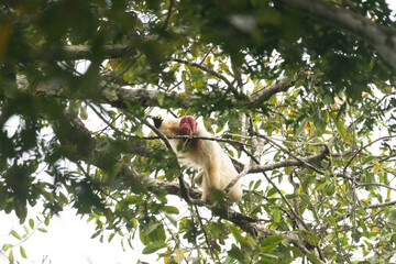 White Bald-headed Uacari, White Uacari