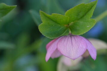 Helleborus orientalis Plant purple color. Purple hellebore flower close up with blurred background.
