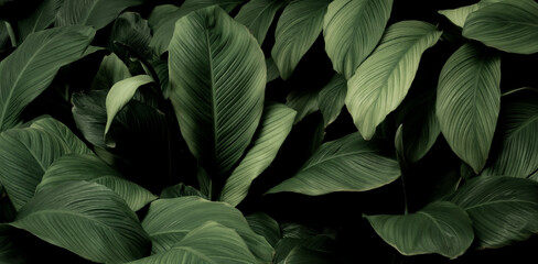 tropical leaves, abstract green leaf texture in garden, nature background © eakarat