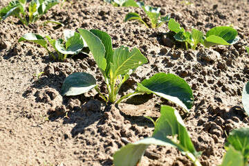 A row of planted cabbages in the garden.