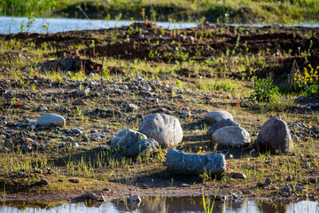 Rounded glacial boulders in a gravel and sand pit in the Kaluga region, Russia