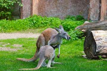 A baby kangaroo drinks milk from its mother. Wildlife.