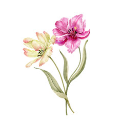 tulip flowers bouquet, watercolor illustration isolated on white background.