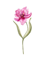 pink tulip flower, watercolor illustration on white background.