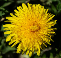 Dandelion at sunny day. Selective focus.