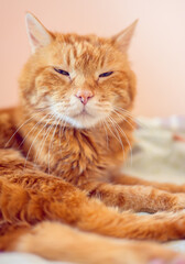 Lovely red cat. Soft focus.