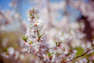 Cherry blossoms. Selective focus with shallow depth of field