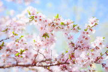 Cherry blossoms. Selective focus with shallow depth of field