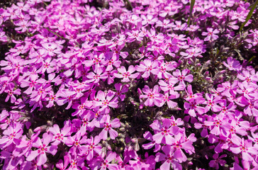 Flowers of Phlox subulata in the graden at springtime.