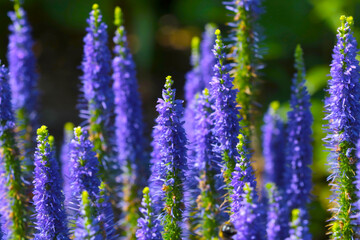 Purple wildflowers bloom in the meadow in the summer.