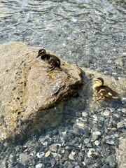 Mallard, wild duck and ducklings, baby ducks on a lake. 
