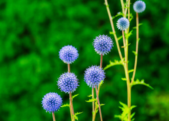 ヒゴタイの花(熊本県阿蘇郡産山村)