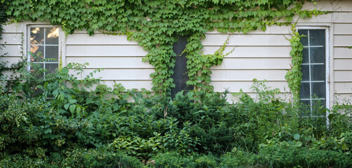 Vines on an old House