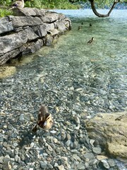 Mallard, wild duck and ducklings, baby ducks on a lake. 
