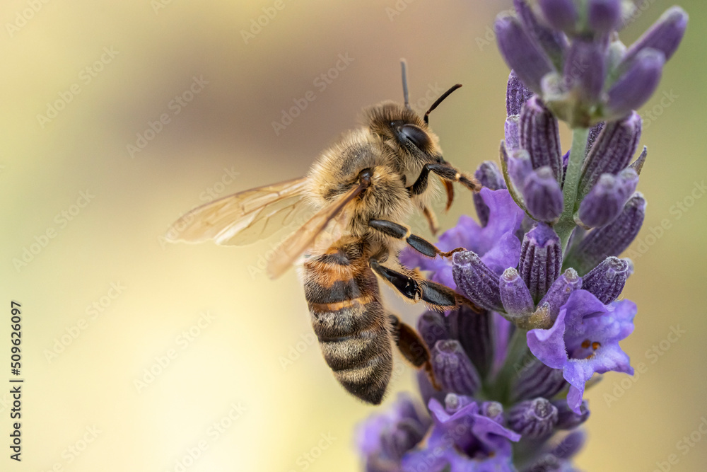 Sticker macro d'abeille butinant la lavande