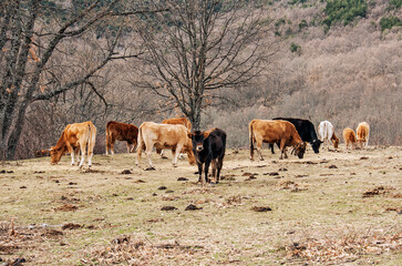Cows grazing in the field