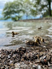 Mallard, wild duck and ducklings, baby ducks on a lake. 