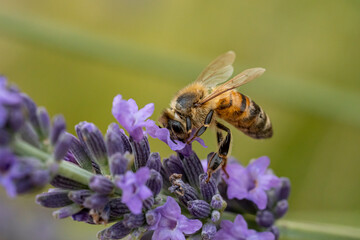 macro d'abeille butinant la lavande