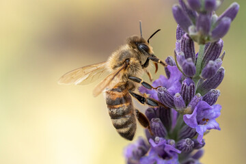 macro d'abeille butinant la lavande