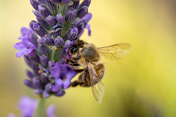 macro d'abeille butinant la lavande