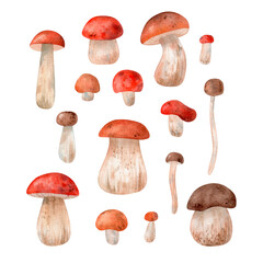 Hand drawn watercolor mushrooms set. Autumn illustrations isolated on white 