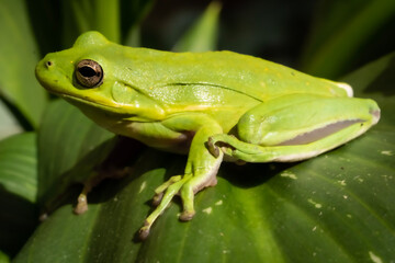 Close up detail of full body green frog with gold eyes
