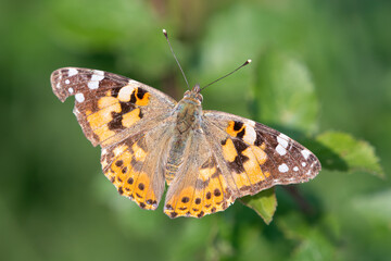 Painted lady butterfly (Vanessa cardui) resting on a leaf, Norfolk, UK. Closeup shot of dorsal wing pattern.