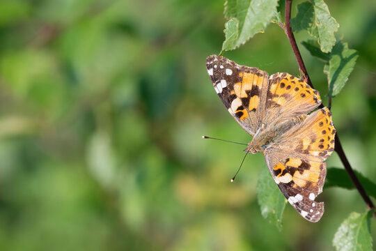 Painted lady butterfly (Vanessa cardui) resting on a leaf in early summer. Beautiful insect portrait.