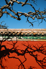 Chinese red wall with trees shadow
