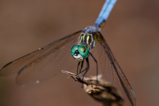 Incredible close up detail of a green dragonfly perched on a limb.
