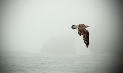 Fototapeta na wymiar Seagull, typical bird on the coast