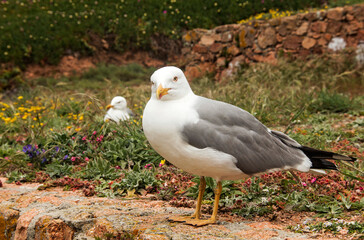 Seagull, typical bird on the coast
