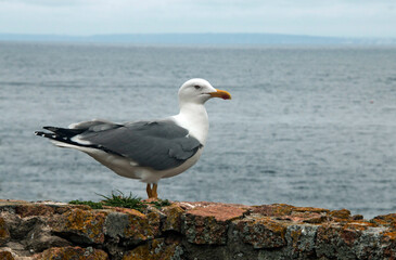 Seagull, typical bird on the coast