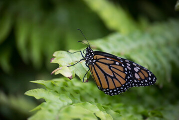 Closeup of danaus genutia butterfly on green leaf in a green house