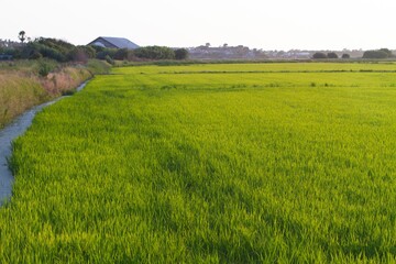 Obraz premium Rice fields at sunset in Comporta, Portugal