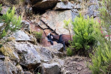 Goats on the pathways and rocks at Arouca Geopark, on river Paiva, Portugal