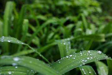 Obraz premium Dew on grass