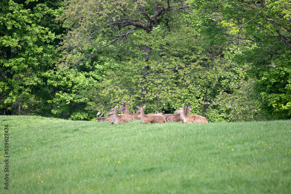 Wall mural deers in green spring grass