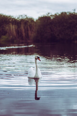 Swarn