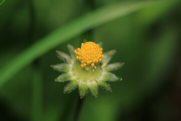 argyranthemum yellow flower macro photo