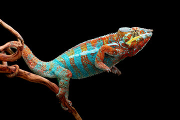 The beautiful Panther Chameleon (Furcifer pardalis) on tree branch.