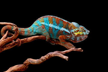 Fototapeta premium The beautiful Panther Chameleon (Furcifer pardalis) on tree branch.