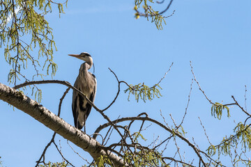 Héron cendré perché sur un arbre