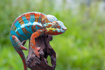 The beautiful Panther Chameleon (Furcifer pardalis) on tree branch.