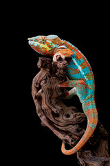 The beautiful Panther Chameleon (Furcifer pardalis) on tree branch. © Lauren