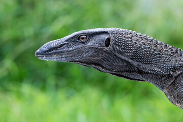 The Black Tree Monitor (Varanus beccarii) head closeup. V. beccarii is endemic to the Aru Islands,...