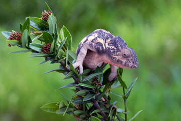 The female Panther Chameleon (Furcifer pardalis) on a tree branch.